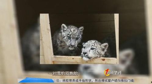 小雪豹视频,野生奇遇记