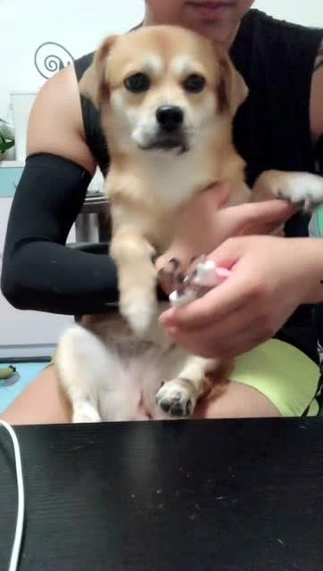 听话的狗视频,视频记录萌宠智慧与忠诚